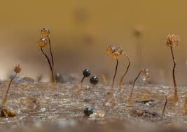 Attēlu rezultāti vaicājumam “Cribraria microcarpa”