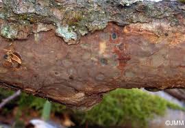 Attēlu rezultāti vaicājumam “Vuilleminia comedens”