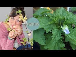 Attēlu rezultāti vaicājumam “Nicandra physalodes fruit”
