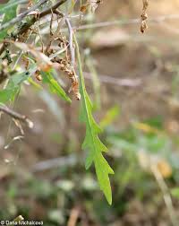 Attēlu rezultāti vaicājumam “Diplotaxis tenuifolia bud”