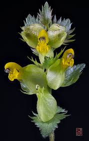 Attēlu rezultāti vaicājumam “Rhinanthus serotinus flower”