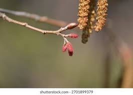 Attēlu rezultāti vaicājumam “Alnus incana female flower”