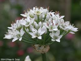 Image result for Allium tuberosum