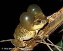 Mairi Beautyman: Anti-fungal Drugs Could Save Endangered Frogs ...