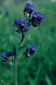Attēlu rezultāti vaicājumam “Anchusa arvensis flower”