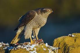 Image result for Goshawks G C
