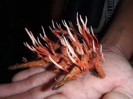 Attēlu rezultāti vaicājumam “Cordyceps”