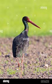 Attēlu rezultāti vaicājumam “Ciconia nigra adult”