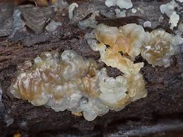 Attēlu rezultāti vaicājumam “Exidia cartilaginea”