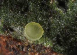 Attēlu rezultāti vaicājumam “Coenogonium pineti”