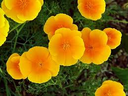Attēlu rezultāti vaicājumam “Eschscholzia californica leaf”