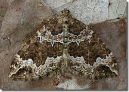 Attēlu rezultāti vaicājumam “Lampropteryx suffumata”