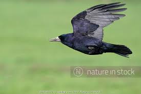 Attēlu rezultāti vaicājumam “Corvus frugilegus adult”