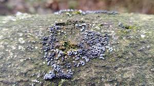 Attēlu rezultāti vaicājumam “Badhamia affinis sessile”