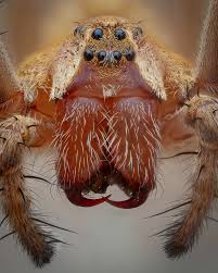 Attēlu rezultāti vaicājumam “Pisaura mirabilis”