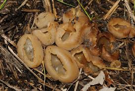 Attēlu rezultāti vaicājumam “Peziza vesiculosa”