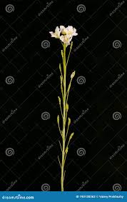 Attēlu rezultāti vaicājumam “Armoracia rusticana bud”