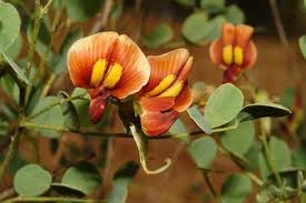 Image result for Colutea x media (arborescens x orientalis)
