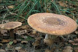 Attēlu rezultāti vaicājumam “Amanita rubescens”