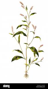 Attēlu rezultāti vaicājumam “Persicaria maculosa”