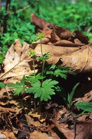 Attēlu rezultāti vaicājumam “Adoxa moschatellina”