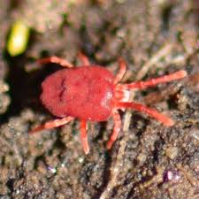 Attēlu rezultāti vaicājumam “Trombidiidae”