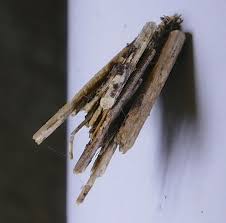 Attēlu rezultāti vaicājumam “Psyche casta larva”