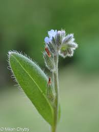 Attēlu rezultāti vaicājumam “Myosotis stricta”