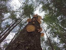 Attēlu rezultāti vaicājumam “Piptoporus betulinus”