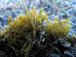 Attēlu rezultāti vaicājumam “Campyliadelphus elodes”