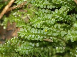 Attēlu rezultāti vaicājumam “Plagiochila asplenioides”