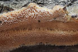 Attēlu rezultāti vaicājumam “Elmerina caryae”