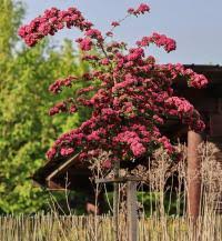 Attēlu rezultāti vaicājumam “Crataegus x macrocarpa”