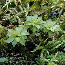 Attēlu rezultāti vaicājumam “Rhodobryum roseum”