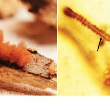 Attēlu rezultāti vaicājumam “Arcyria denudata stalked”