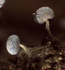 Attēlu rezultāti vaicājumam “Physarum xanthinum macro”