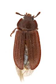 Attēlu rezultāti vaicājumam “Grynocharis oblonga”