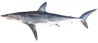 Image result for Carcharias