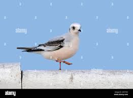 Image result for Rhodostethia rosea