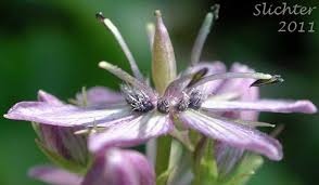 Attēlu rezultāti vaicājumam “Swertia perennis flower”