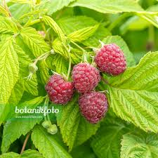 Attēlu rezultāti vaicājumam “Rubus idaeus leaf”