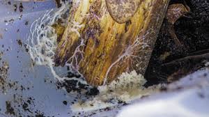 Attēlu rezultāti vaicājumam “Brefeldia maxima plasmodium”