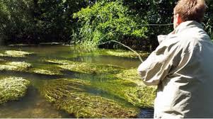 Image result for Weymouth Angling Society