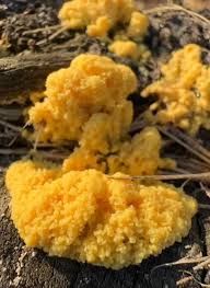 Attēlu rezultāti vaicājumam “Fuligo septica var. flava young”