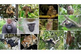Attēlu rezultāti vaicājumam “Primates”