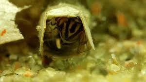 Attēlu rezultāti vaicājumam “Limnephilus larva”