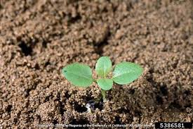 Attēlu rezultāti vaicājumam “Veronica serpyllifolia bud”