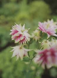 Image result for Aquilegia vulgaris `Nora Barlow`