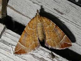 Attēlu rezultāti vaicājumam “Eulithis pyropata”