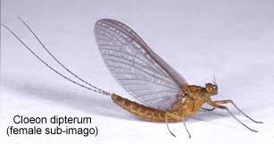 Attēlu rezultāti vaicājumam “Ephemeroptera”